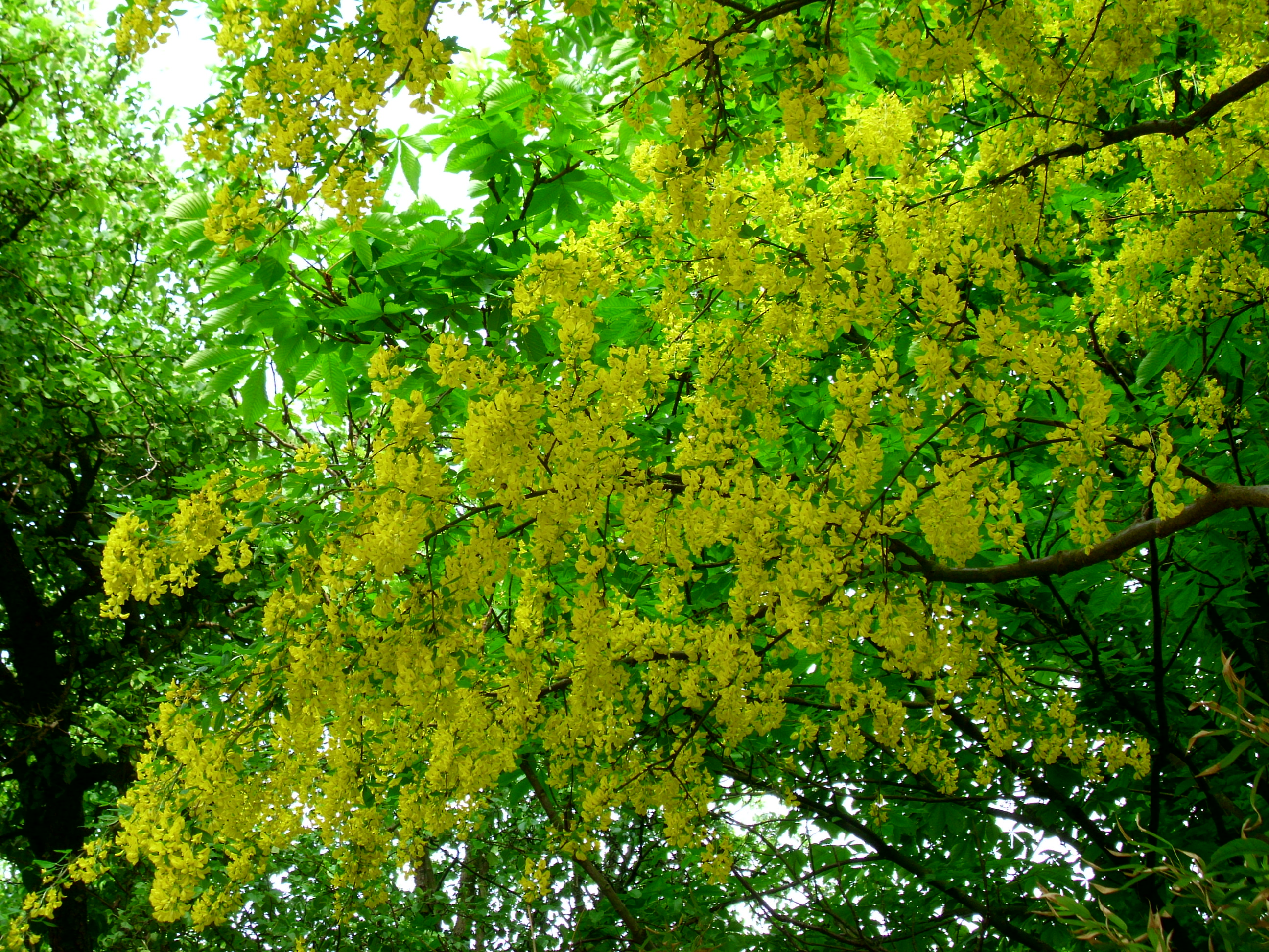 Golden Chain Tree photo 7