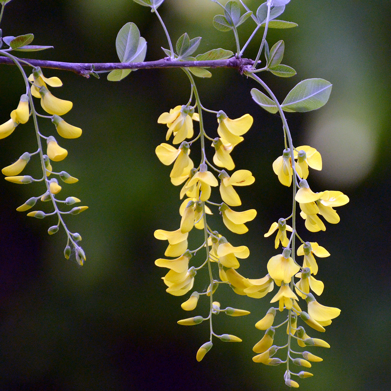 Golden Chain Tree photo 8