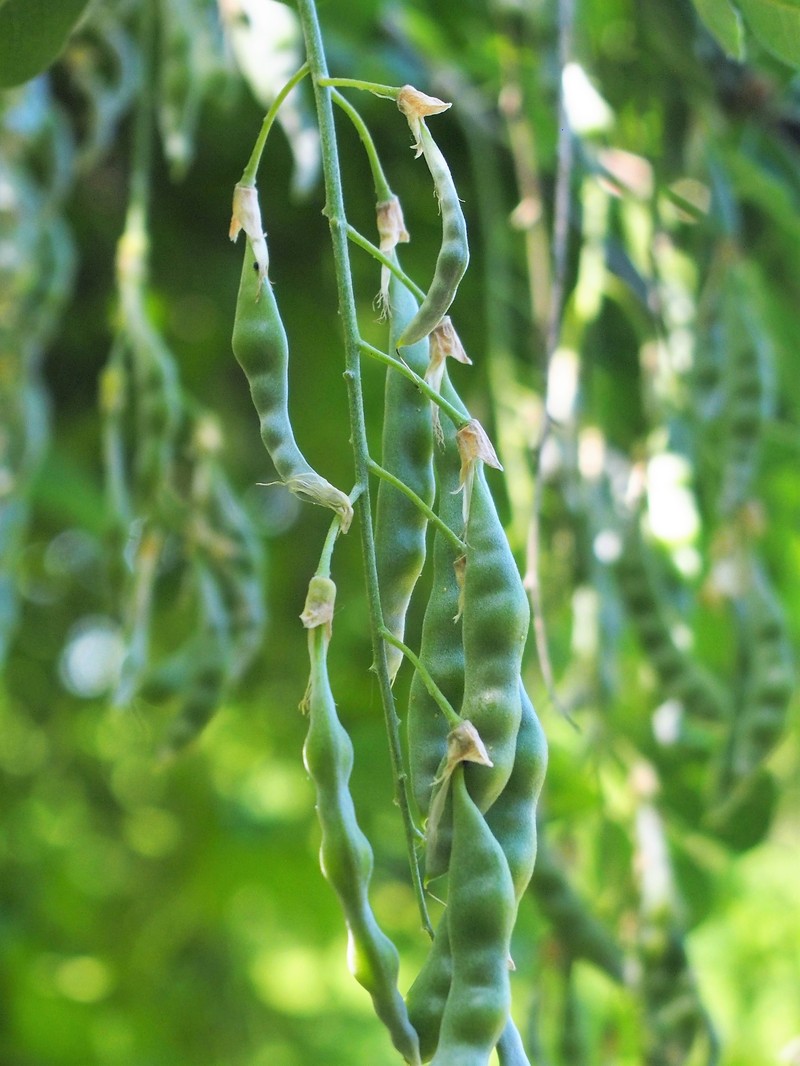 Golden Chain Tree photo 3