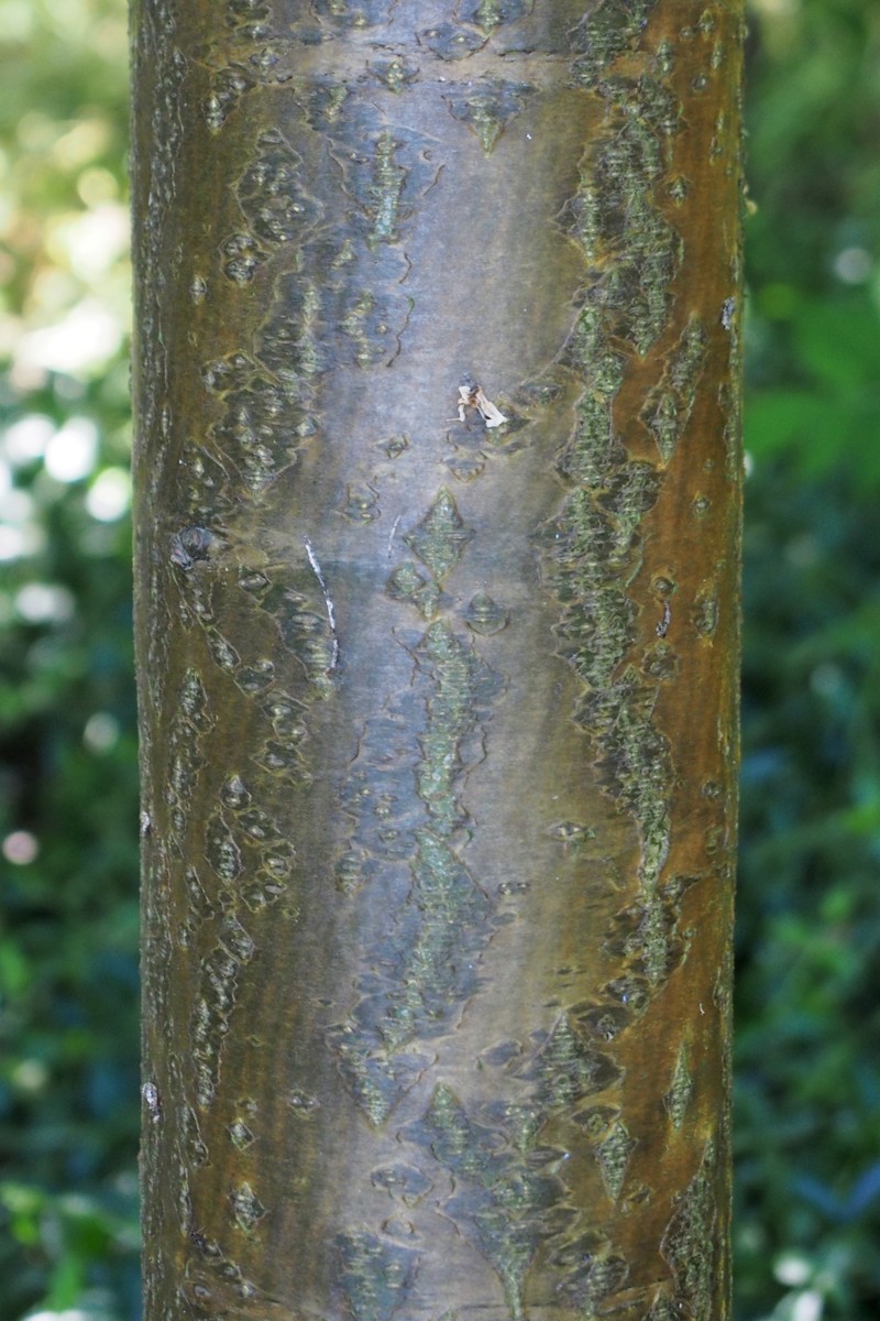 Golden Chain Tree photo 4