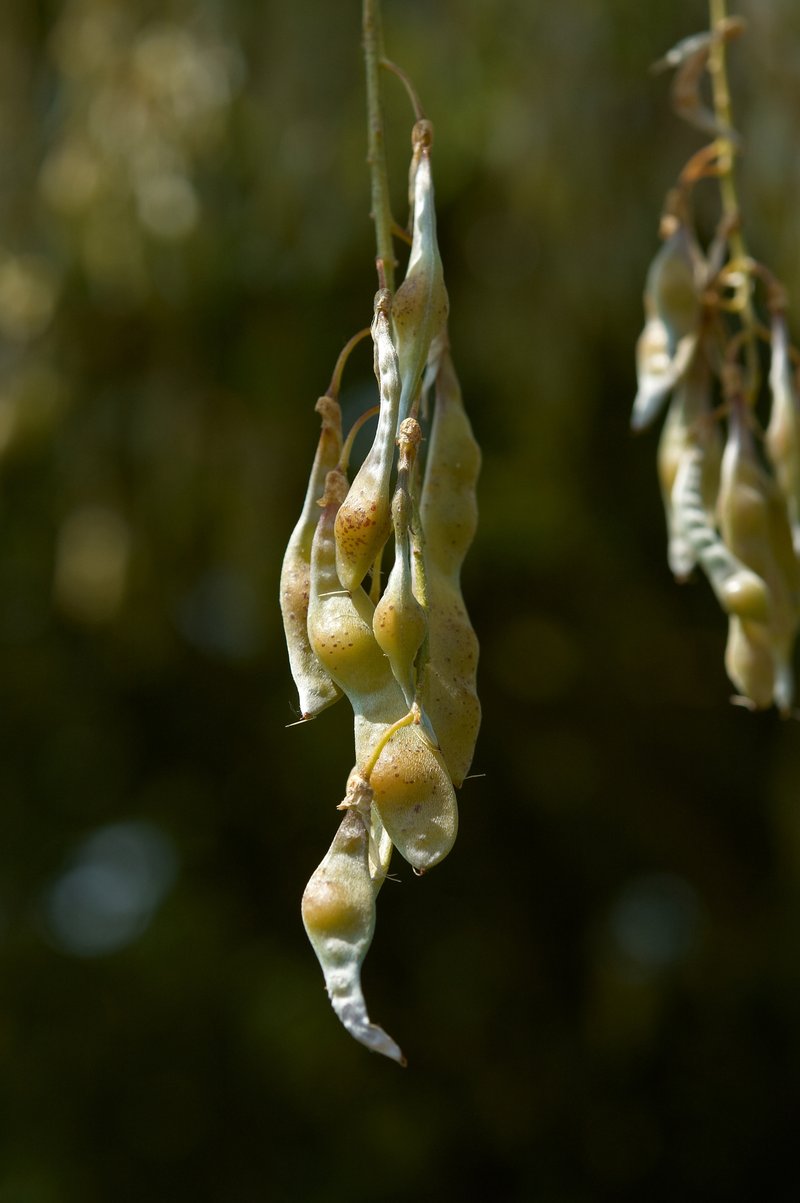 Golden Chain Tree photo 5
