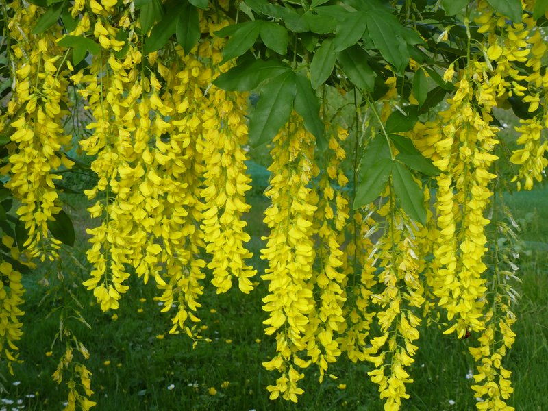Golden Chain Tree photo 6