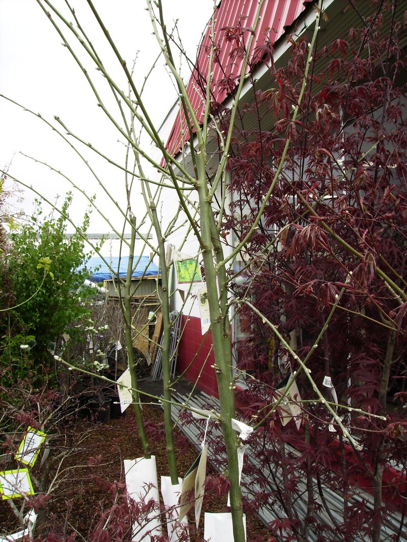 Golden Chain Tree photo 7