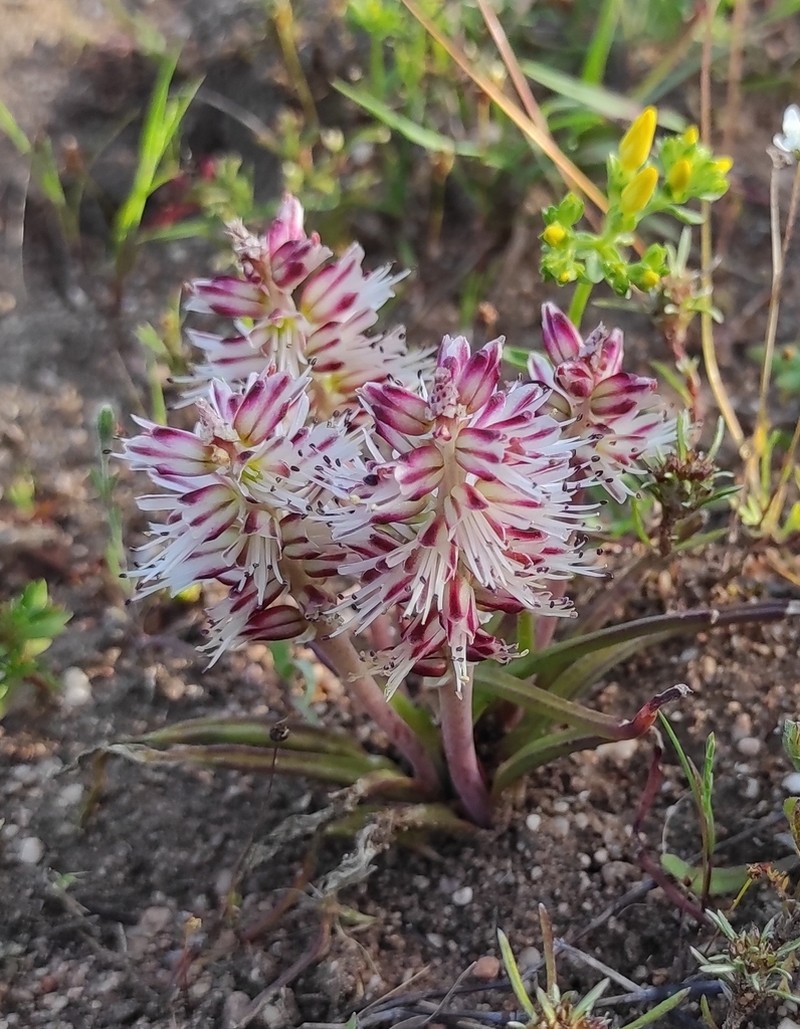 Lachenalia filamentosa