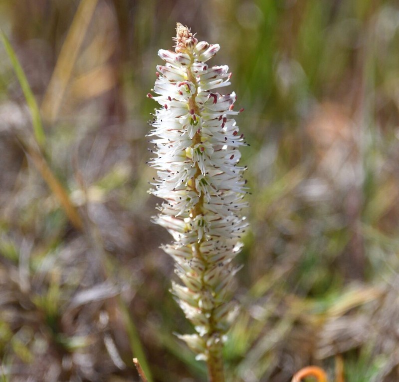 Lachenalia filamentosa photo 2