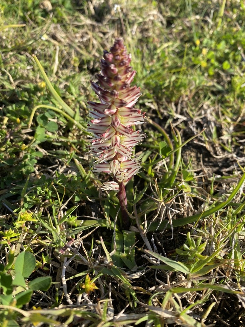 Lachenalia filamentosa photo 3
