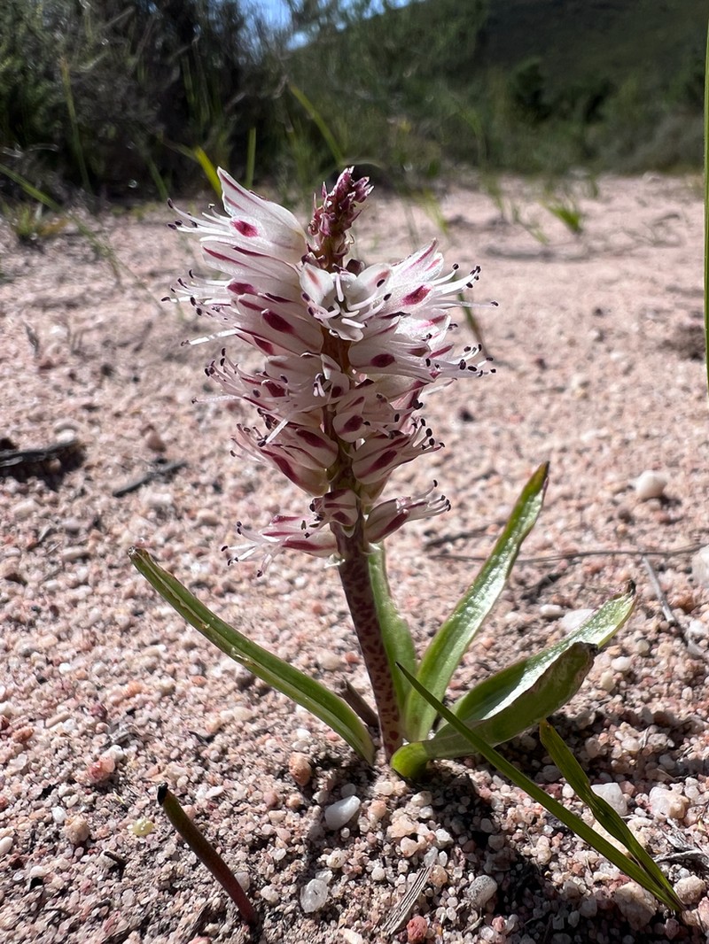 Lachenalia filamentosa photo 5