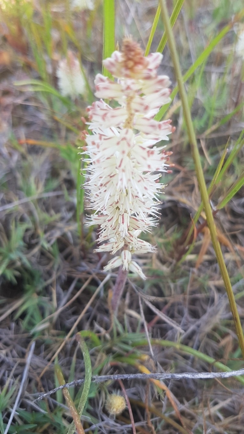 Lachenalia filamentosa photo 6