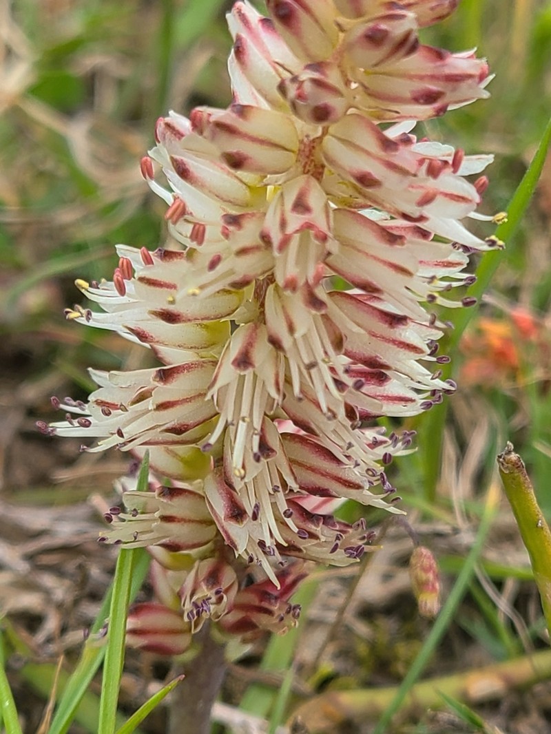 Lachenalia filamentosa photo 7