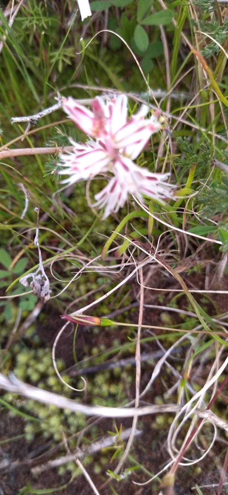 Lachenalia filamentosa photo 8