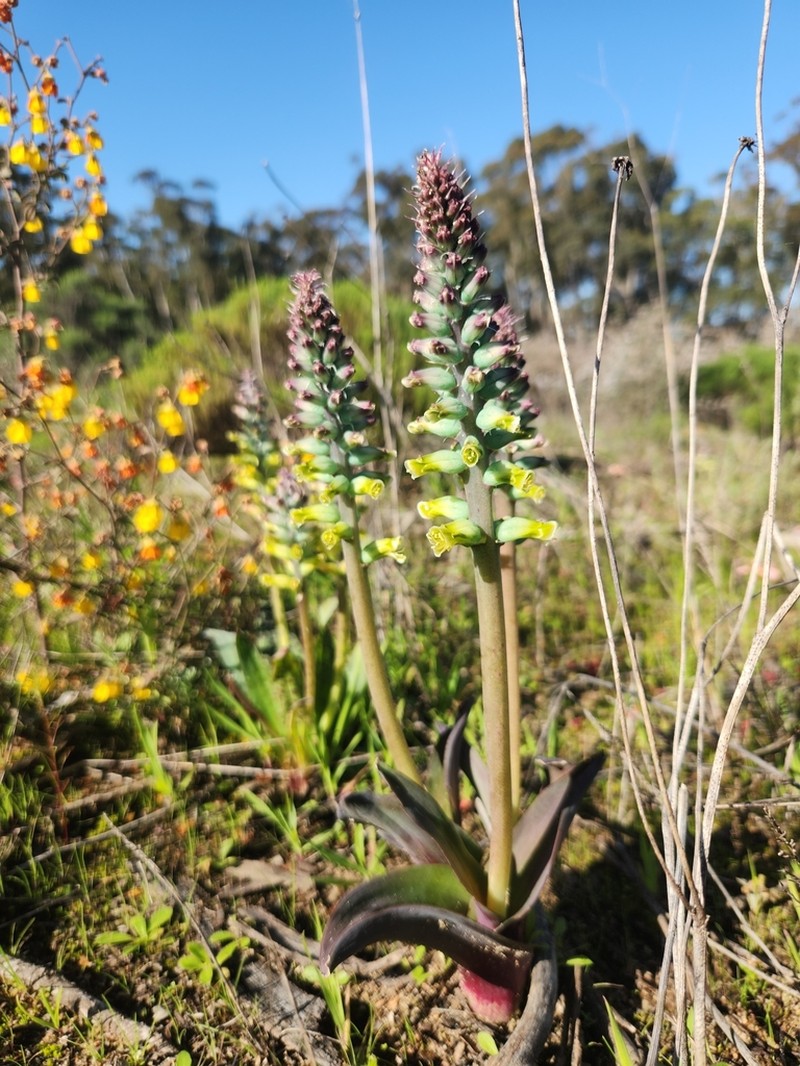 Lachenalia granitica