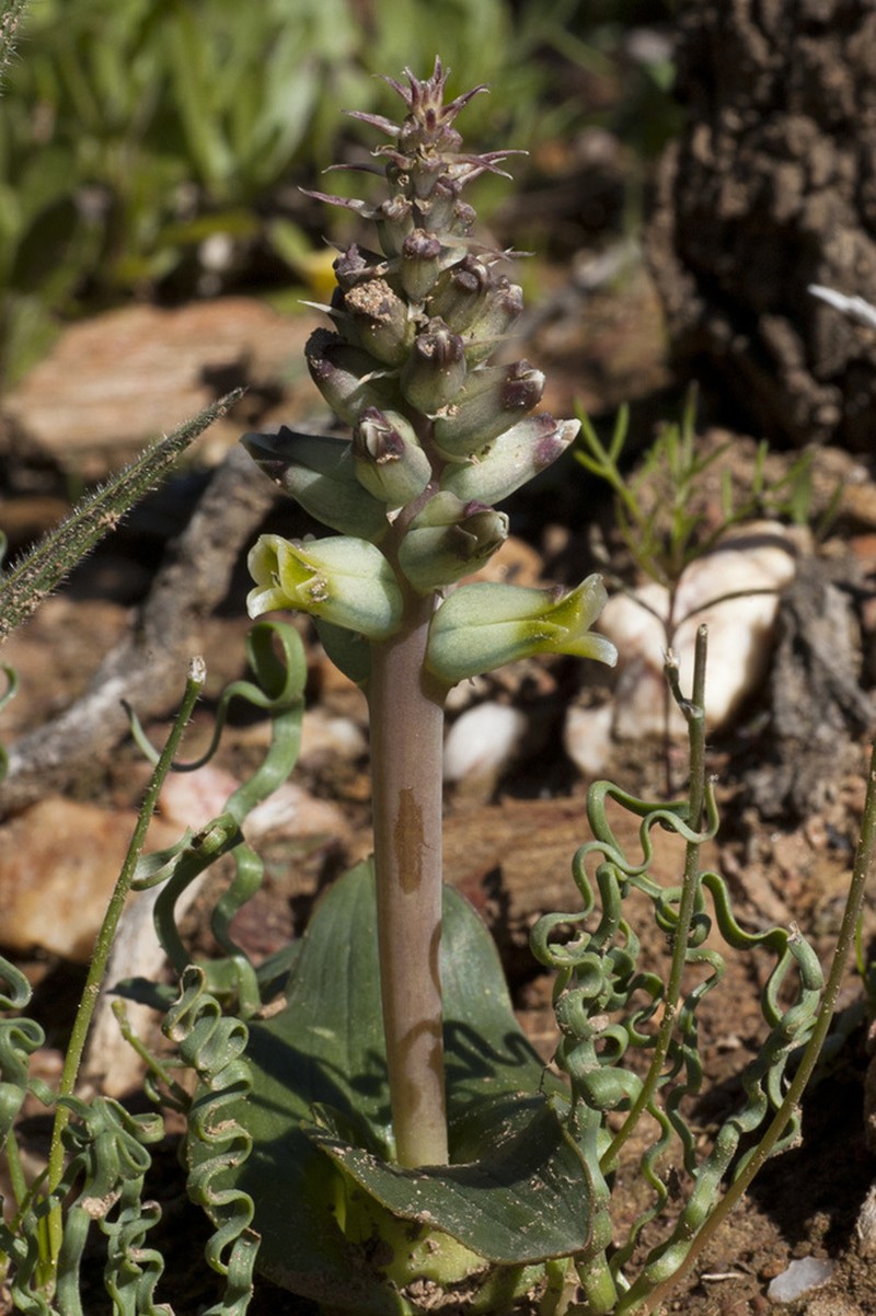 Lachenalia granitica photo 2