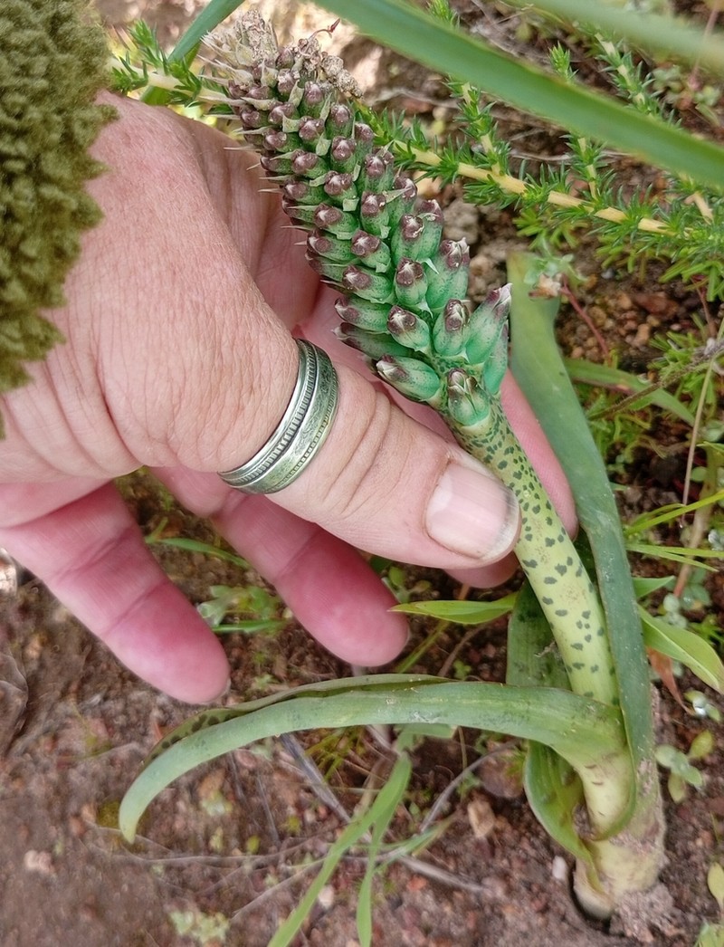 Lachenalia granitica photo 4