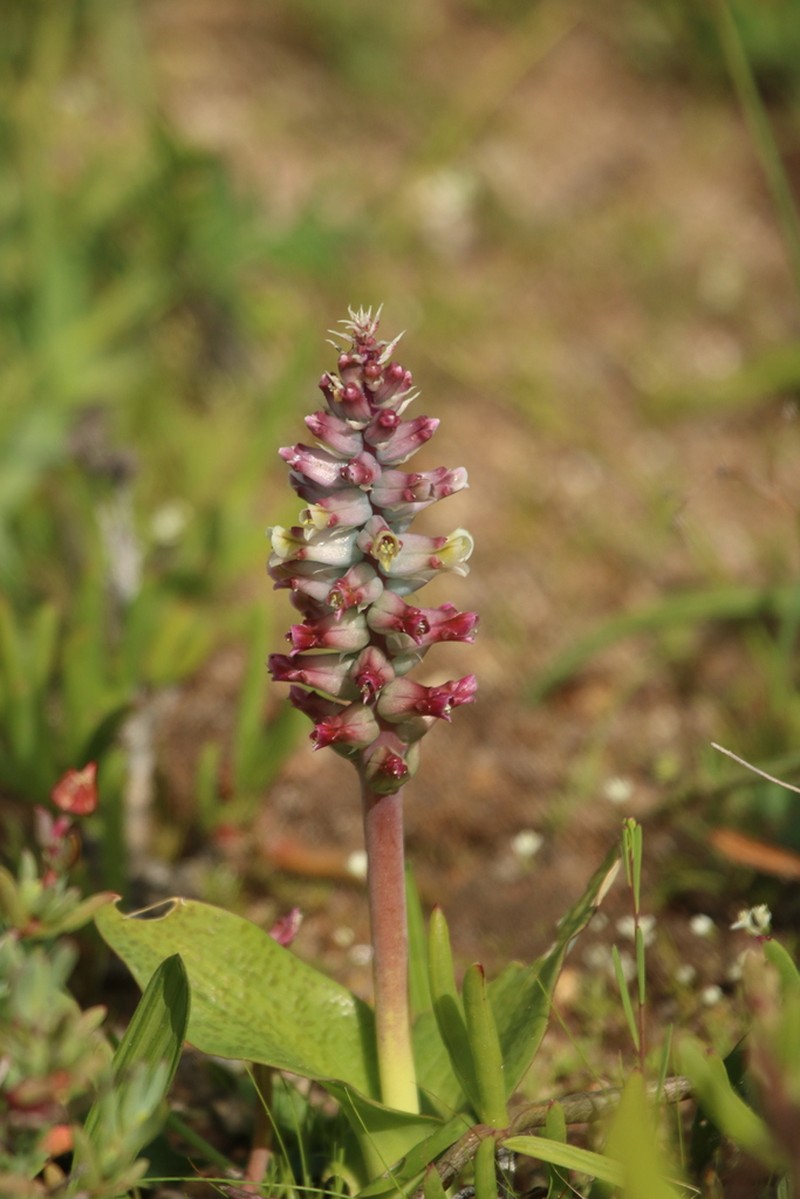 Lachenalia granitica photo 5