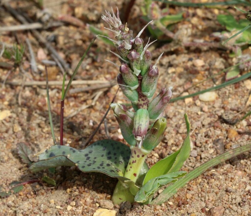 Lachenalia granitica photo 6