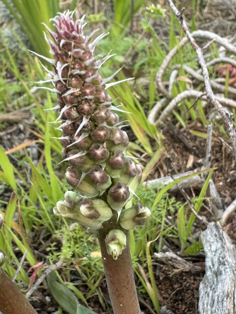 Lachenalia granitica photo 7
