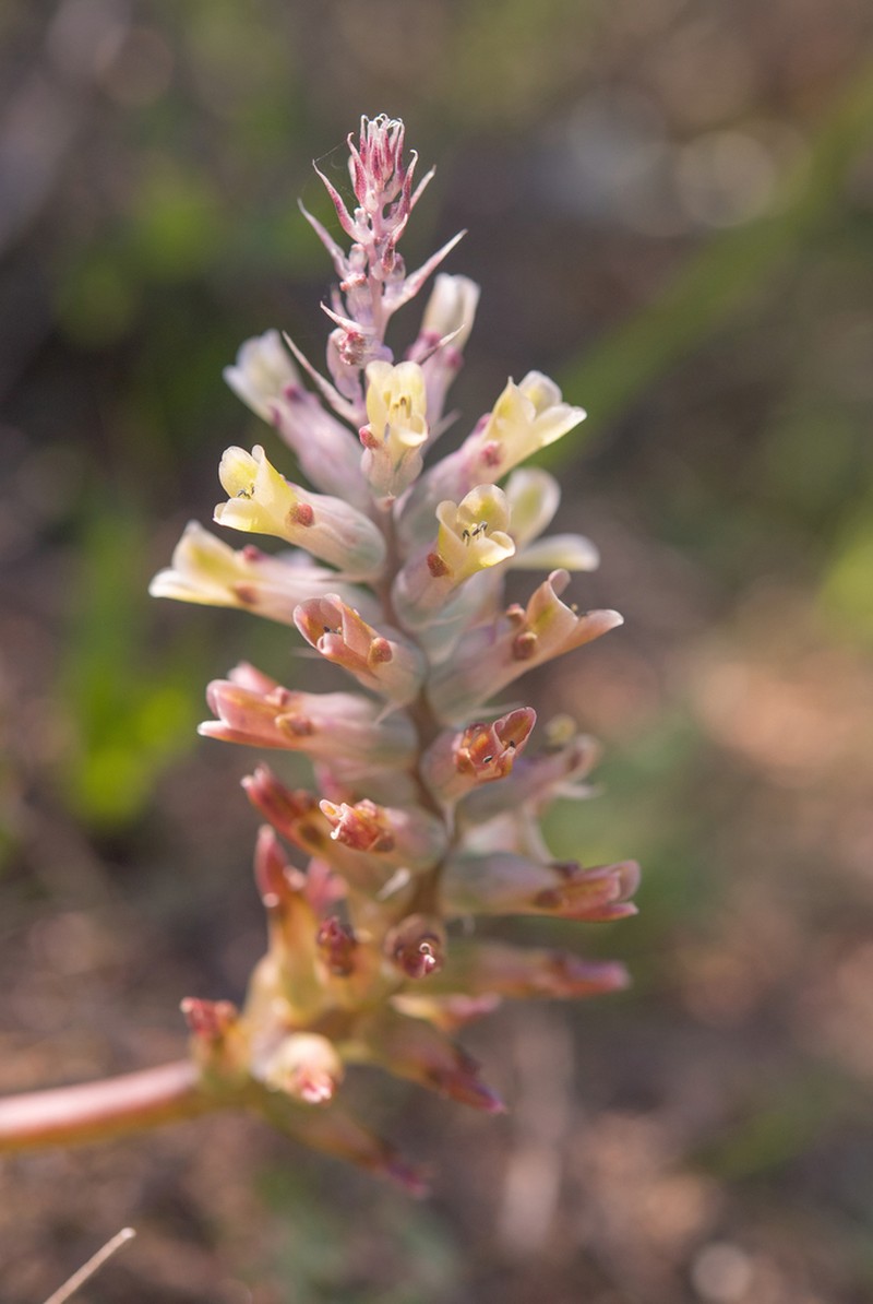 Lachenalia granitica photo 8