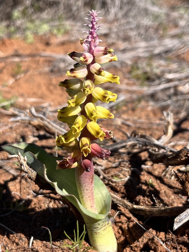 Lachenalia inflata