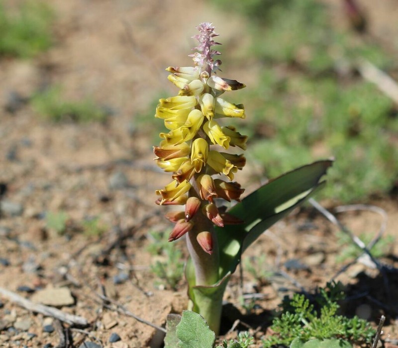 Lachenalia inflata photo 2