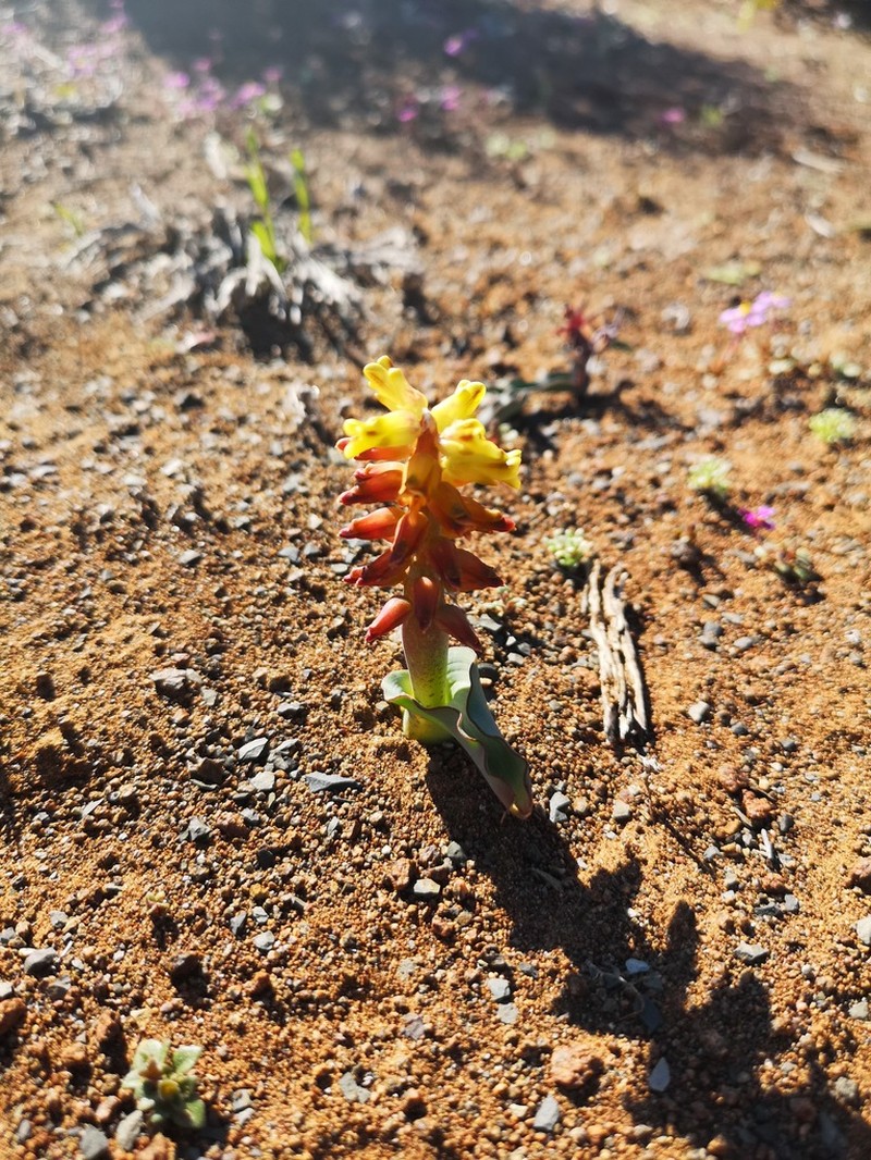 Lachenalia inflata photo 3