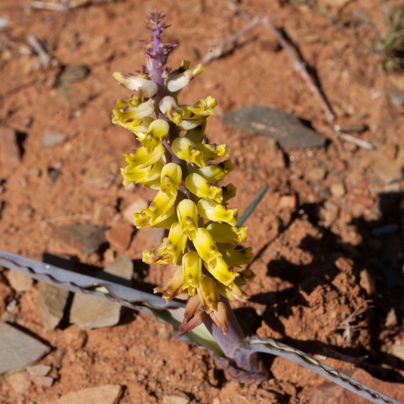 Lachenalia inflata photo 4
