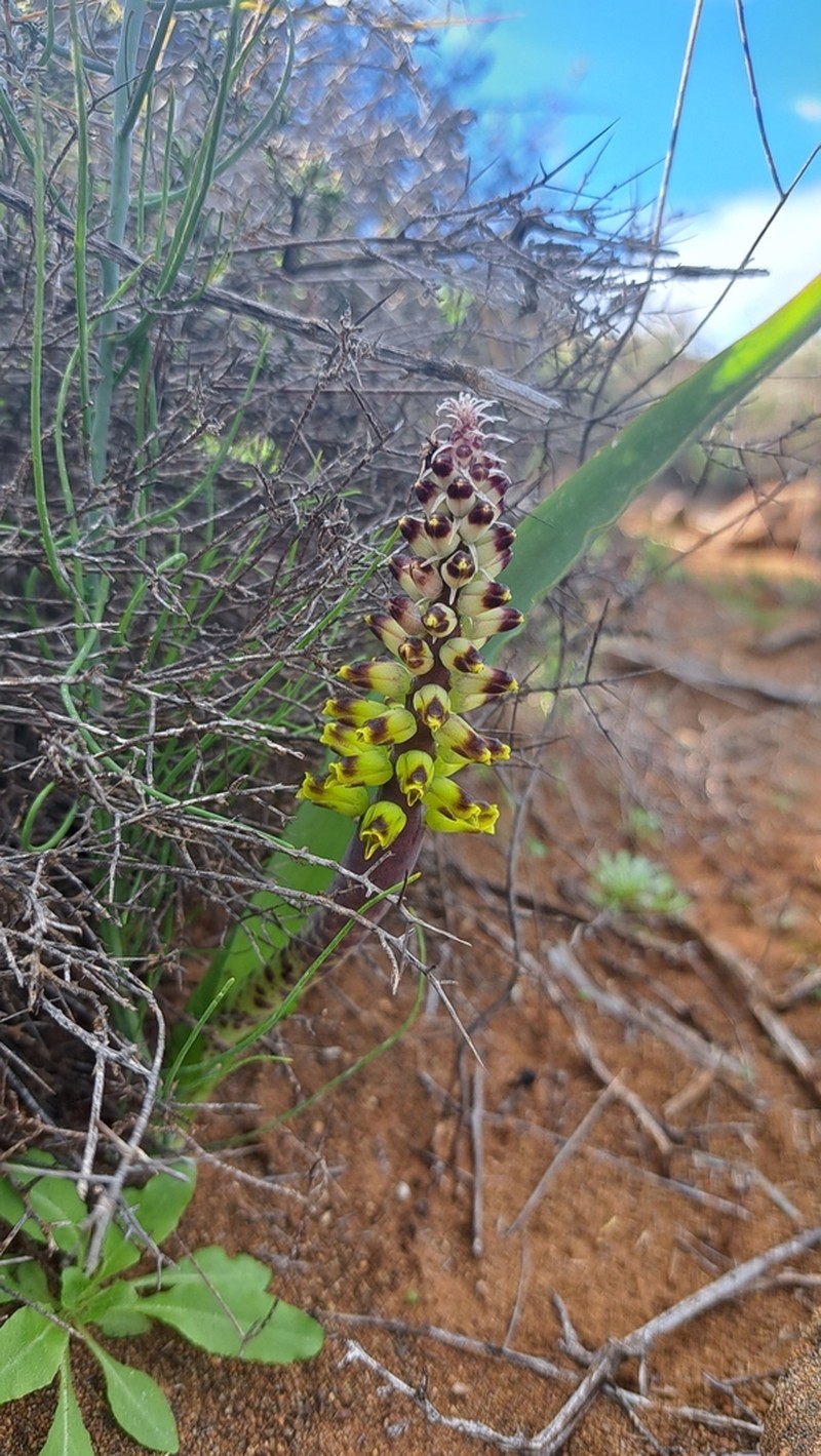 Lachenalia inflata photo 5