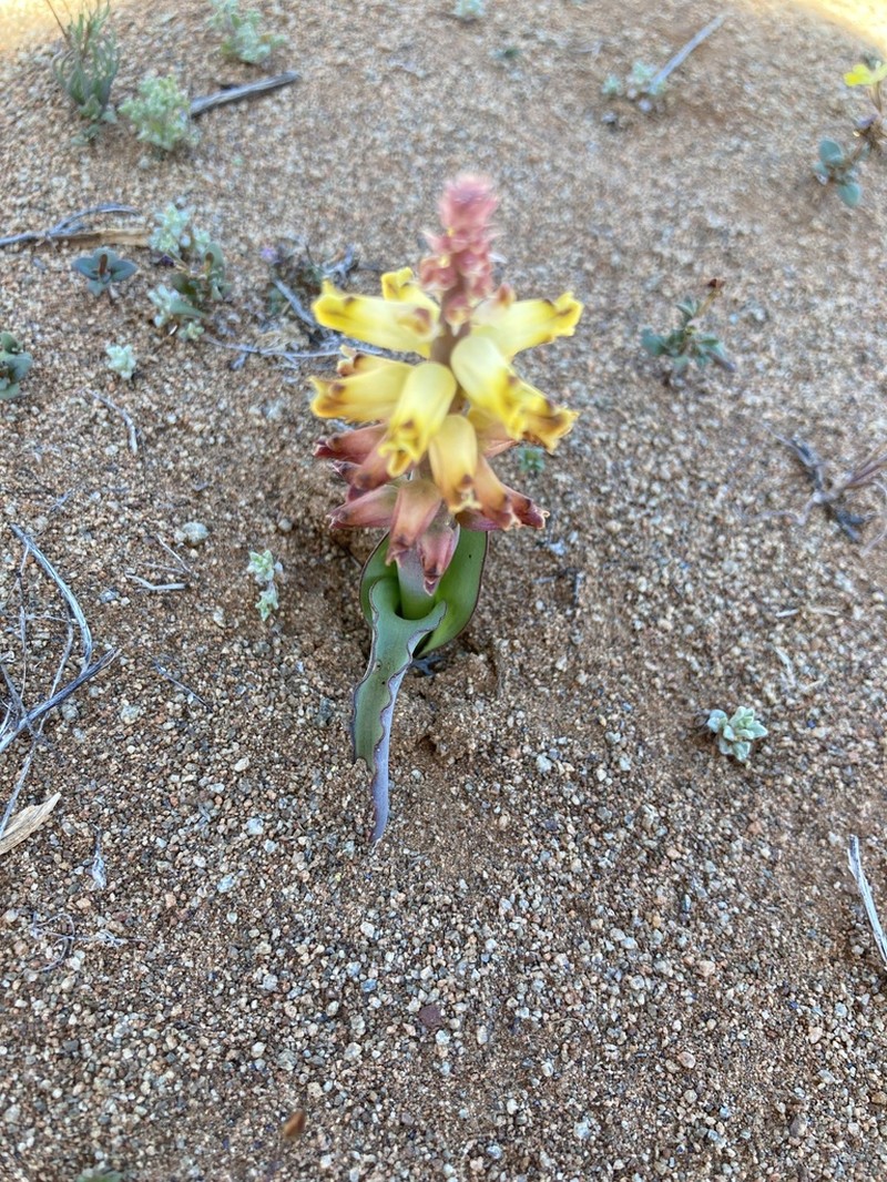 Lachenalia inflata photo 6