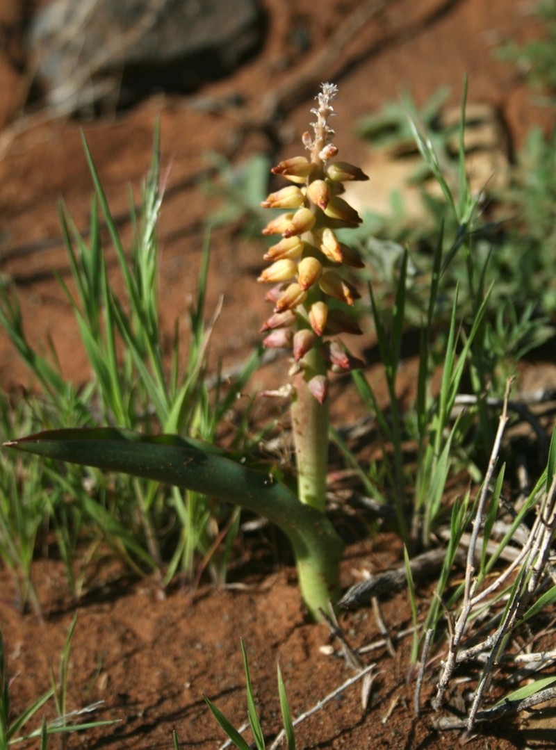 Lachenalia inflata photo 7
