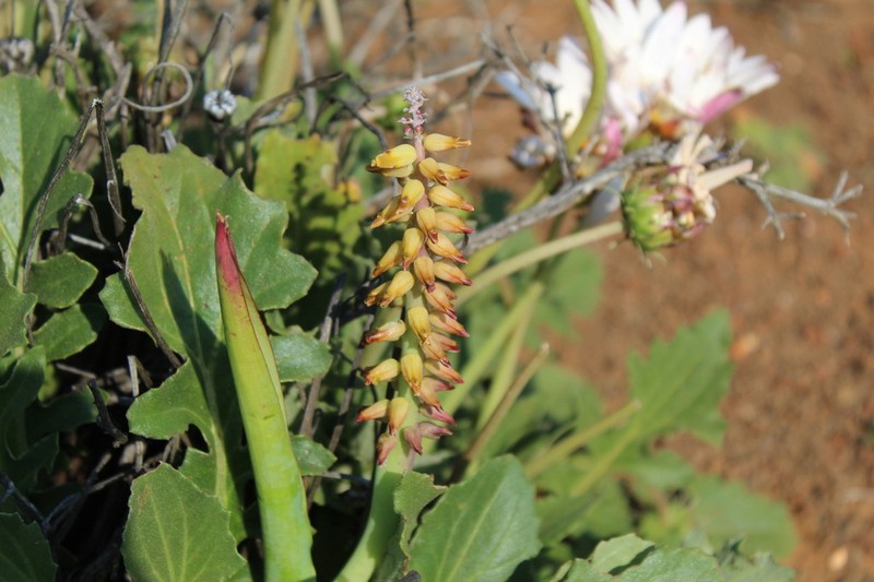 Lachenalia inflata photo 8