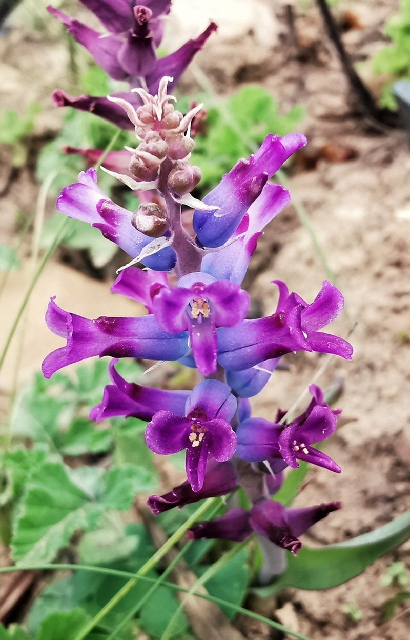 Lachenalia parviflora