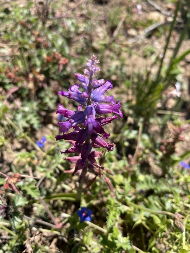 Lachenalia parviflora photo 2