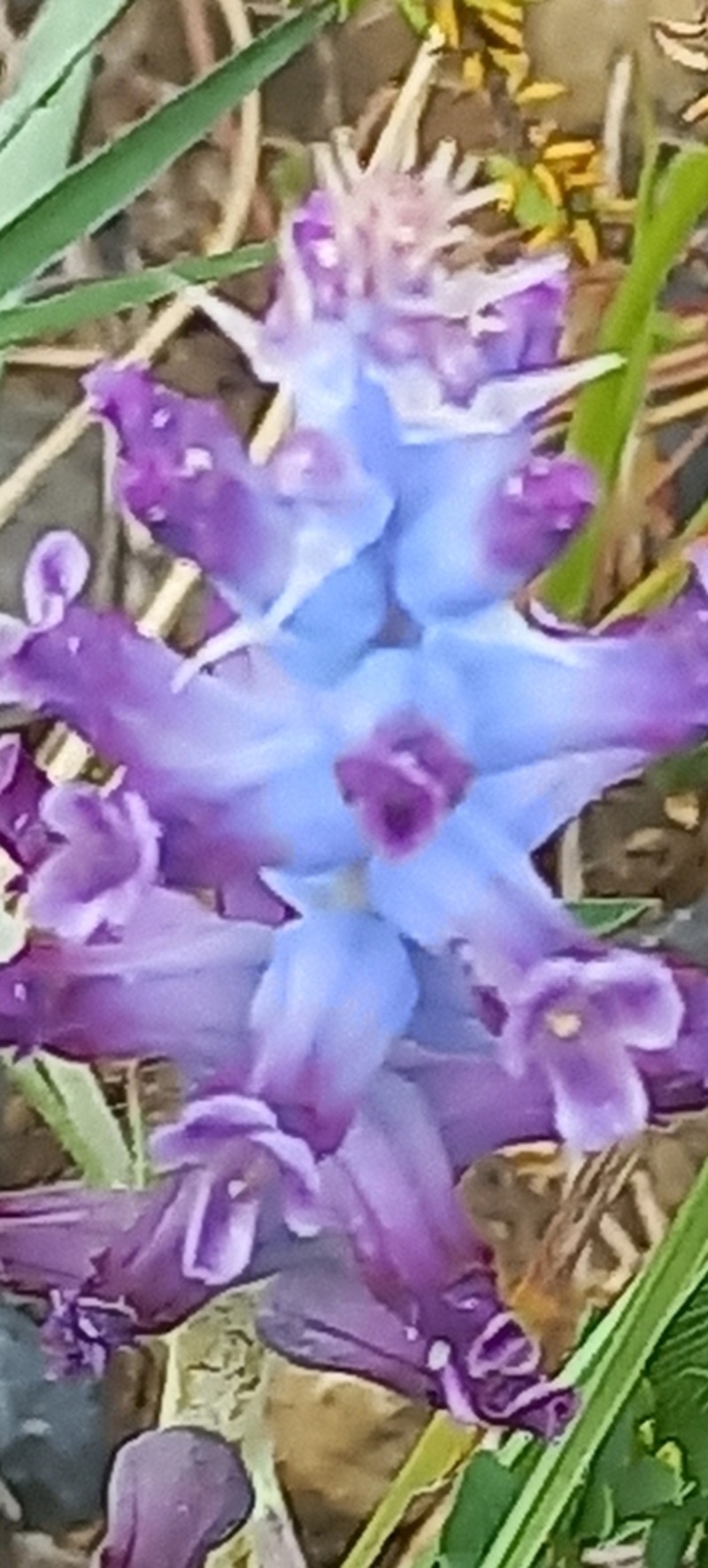 Lachenalia parviflora photo 3