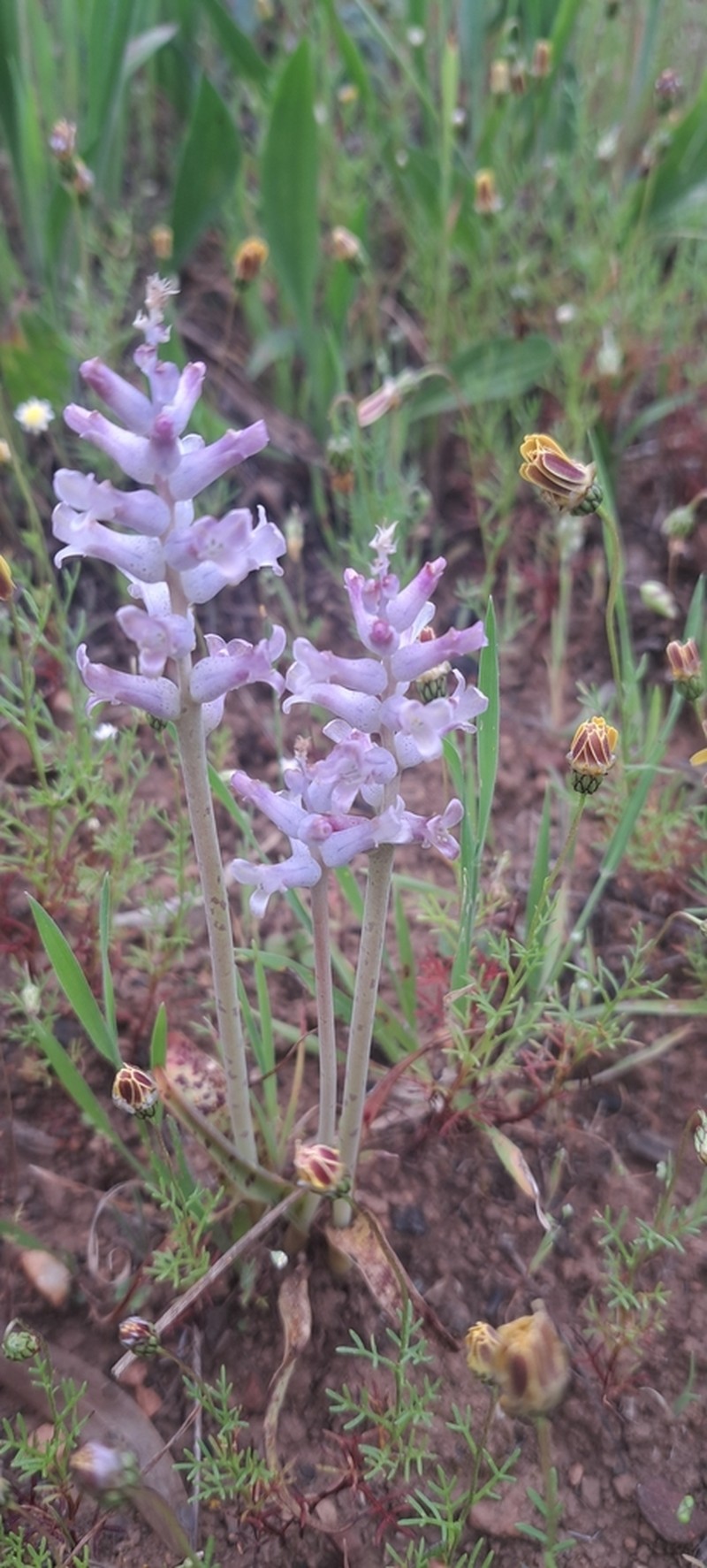 Lachenalia parviflora photo 4
