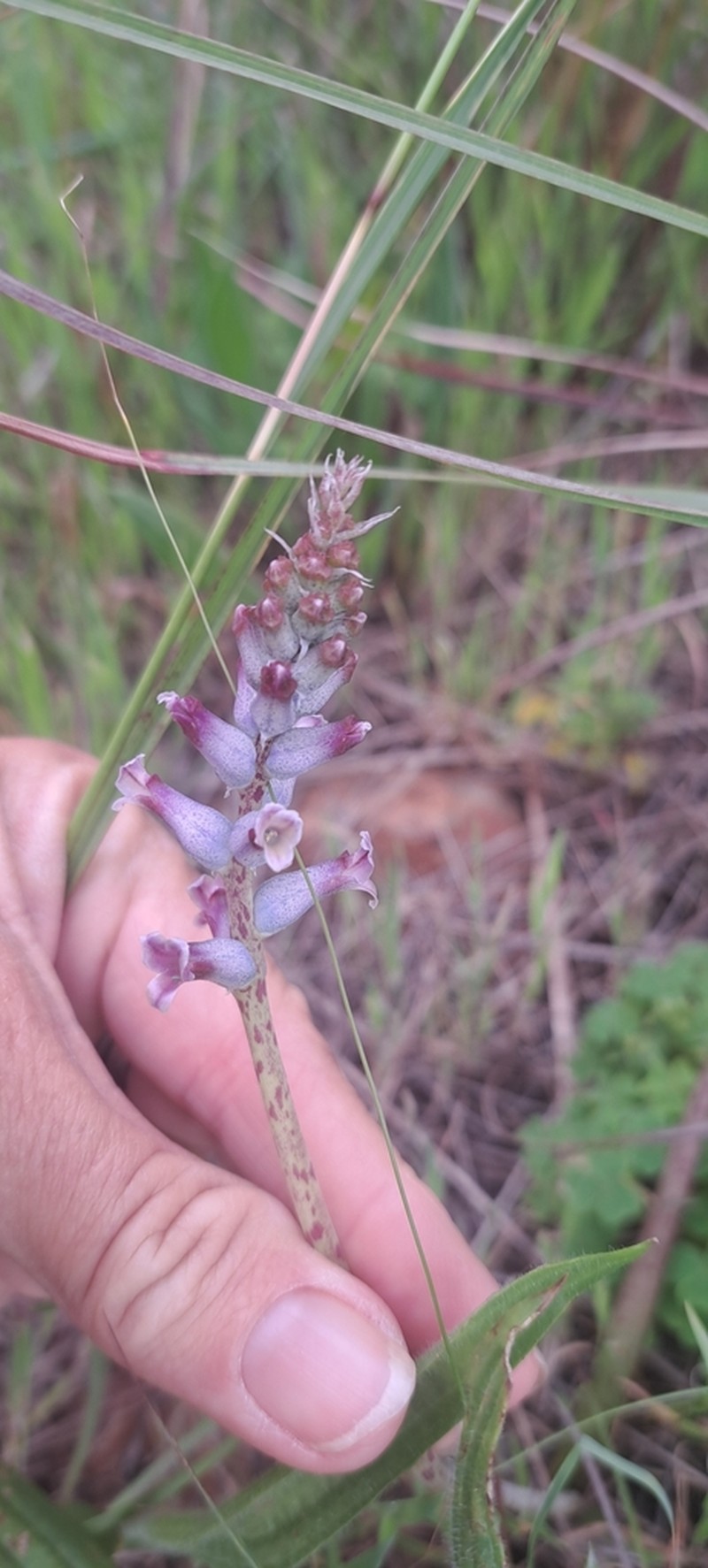 Lachenalia parviflora photo 5
