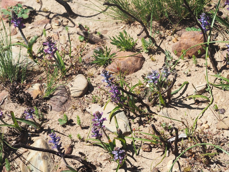 Lachenalia parviflora photo 6