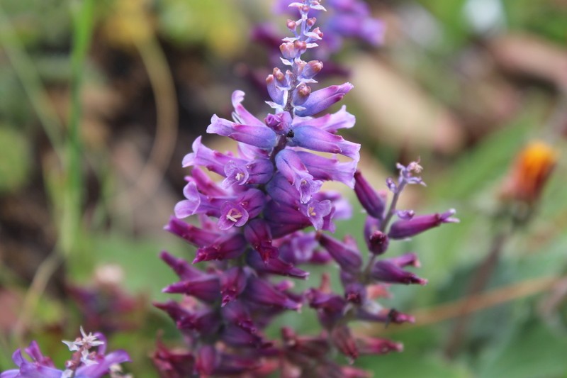 Lachenalia parviflora photo 7