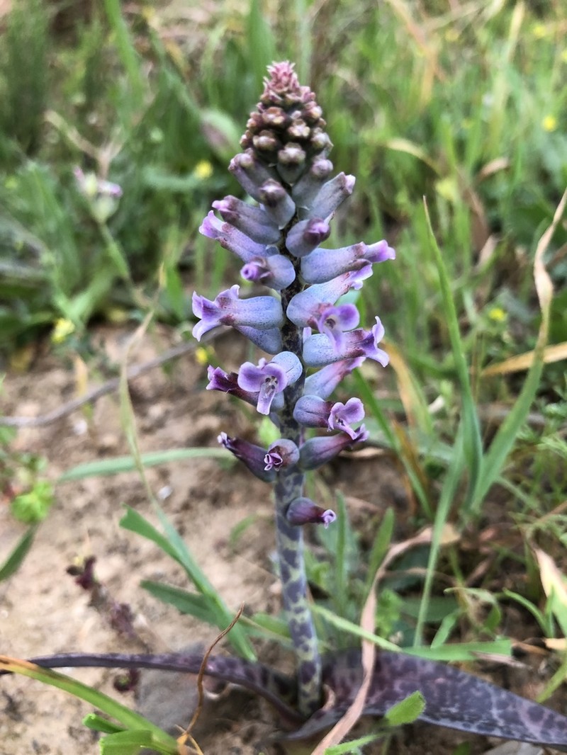 Lachenalia parviflora photo 8