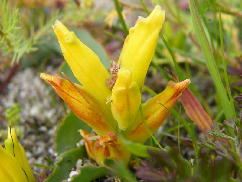 Lachenalia reflea