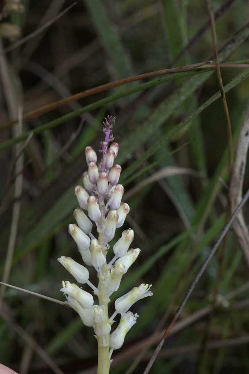Lachenalia rogersii