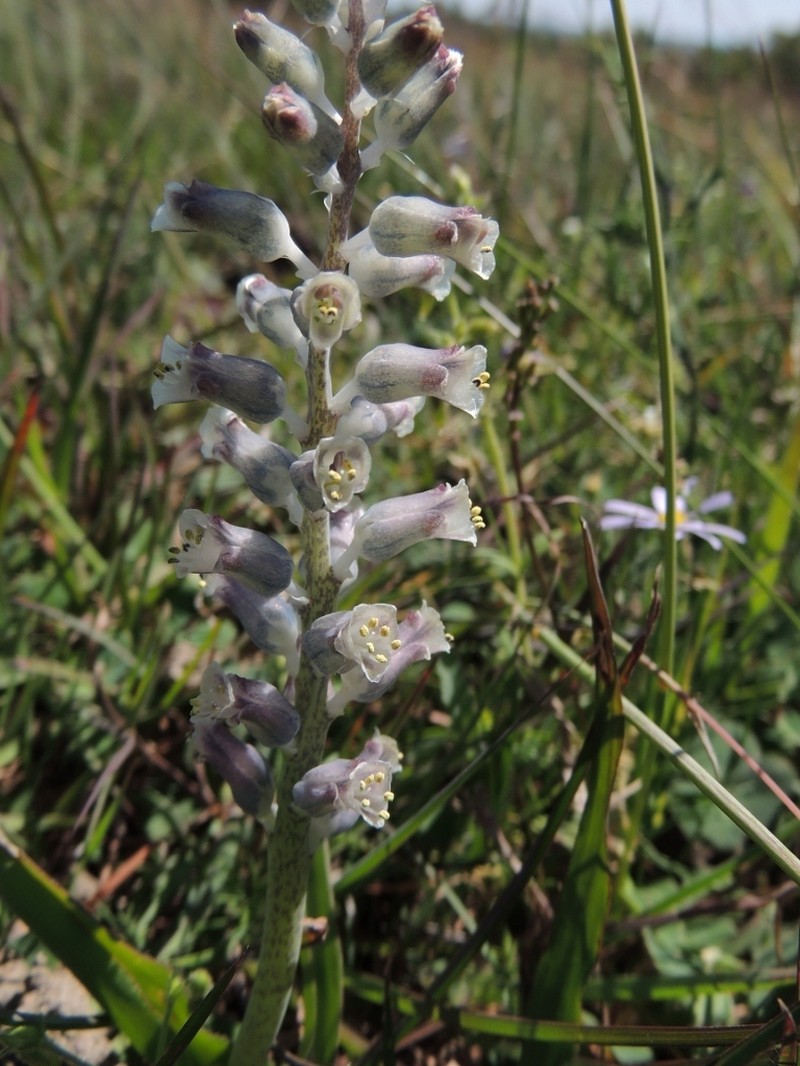 Lachenalia rogersii photo 2