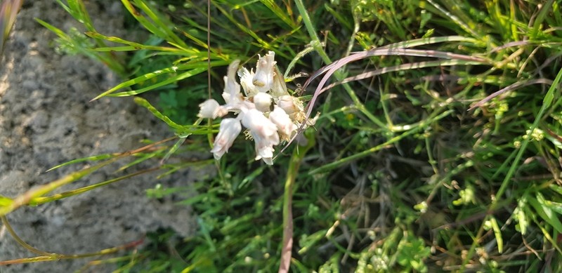 Lachenalia rogersii photo 3