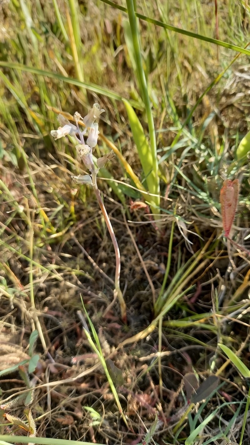 Lachenalia rogersii photo 4