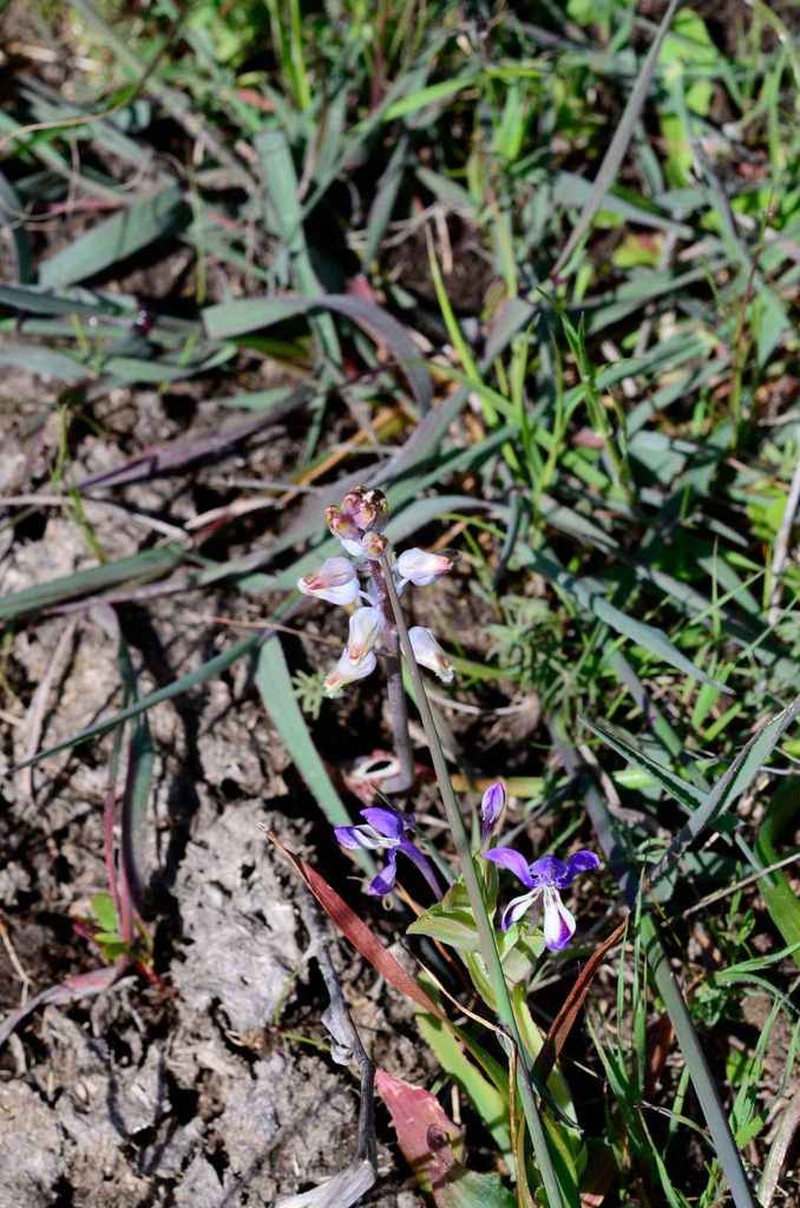 Lachenalia rogersii photo 5
