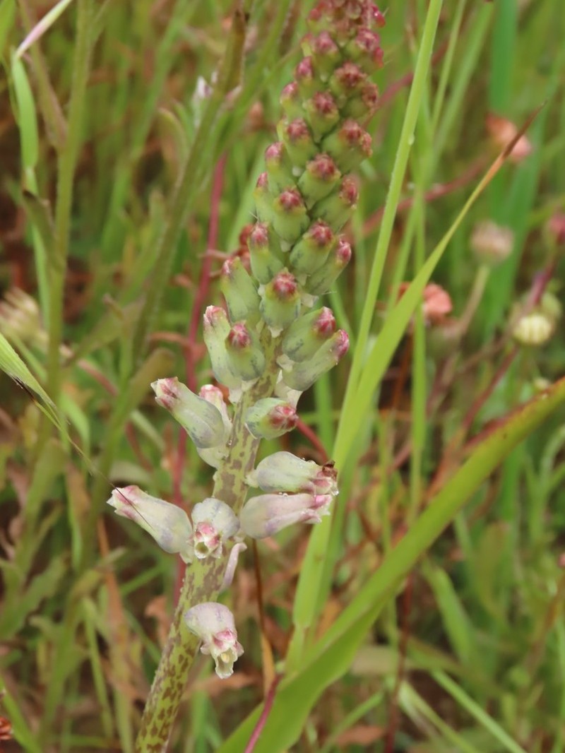 Lachenalia rogersii photo 6