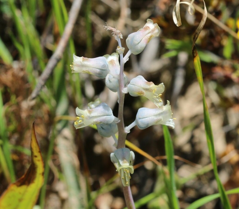 Lachenalia rogersii photo 7