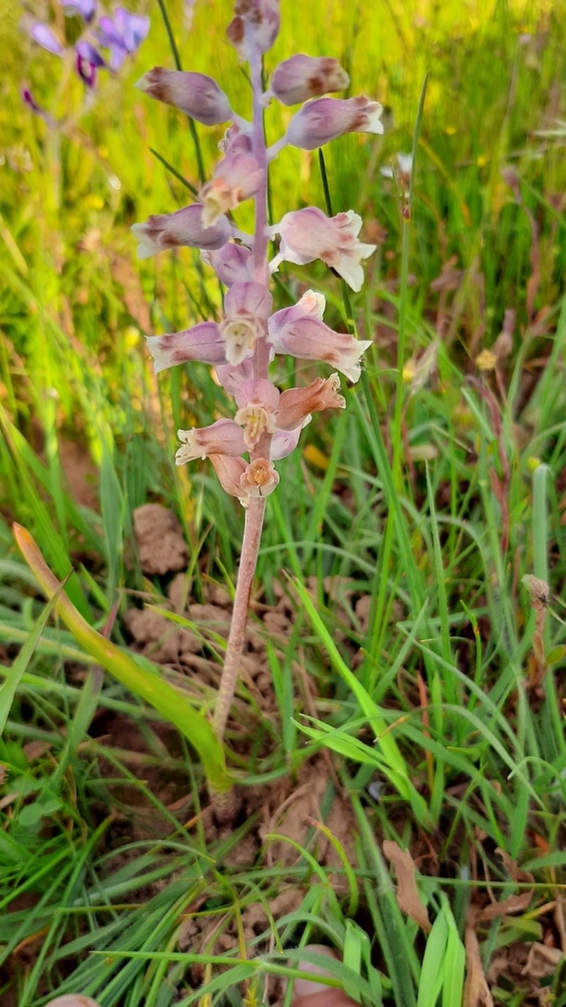 Lachenalia rogersii photo 8