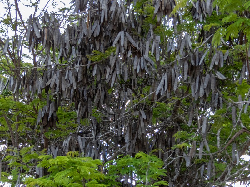 Lachesiodendron viridiflorum