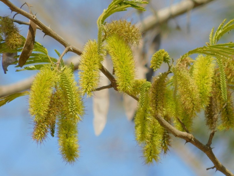 Lachesiodendron viridiflorum photo 2