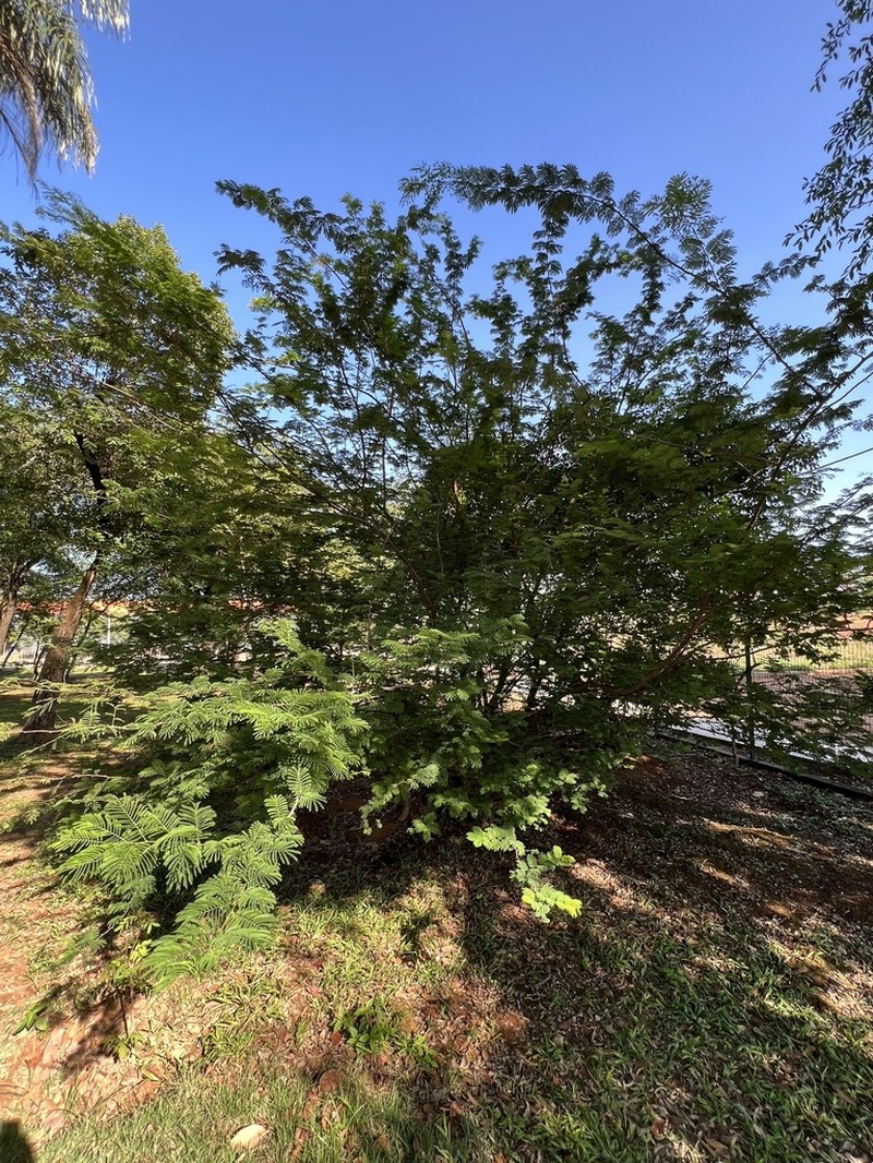 Lachesiodendron viridiflorum photo 3