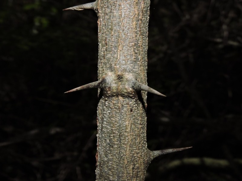 Lachesiodendron viridiflorum photo 4